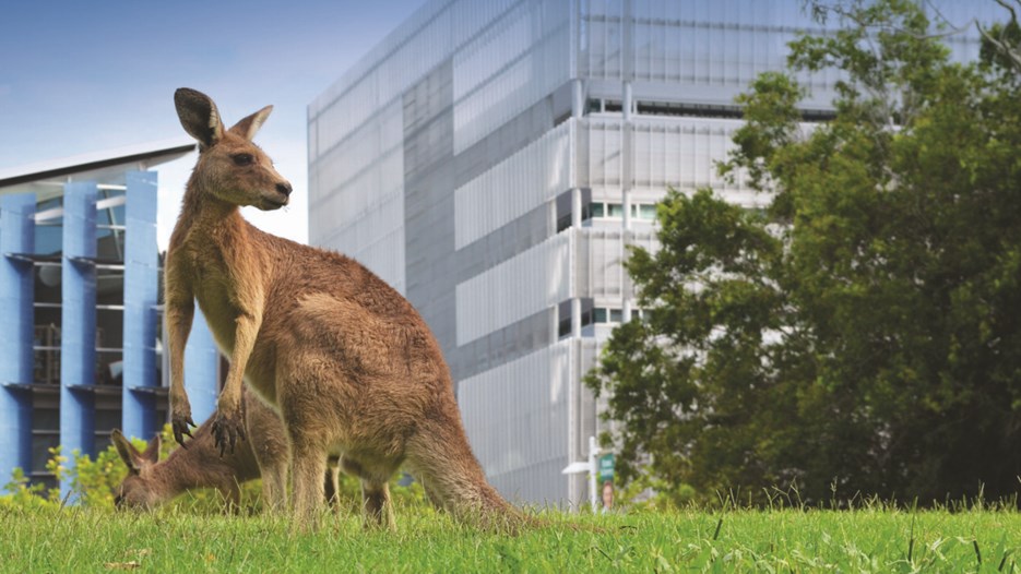 kangaroo standing in front of the UniSC