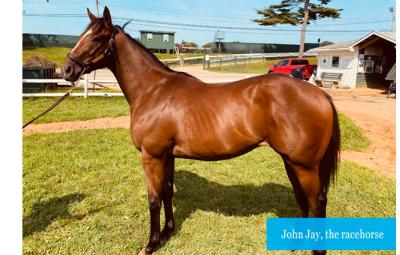 John Jay, the race horse